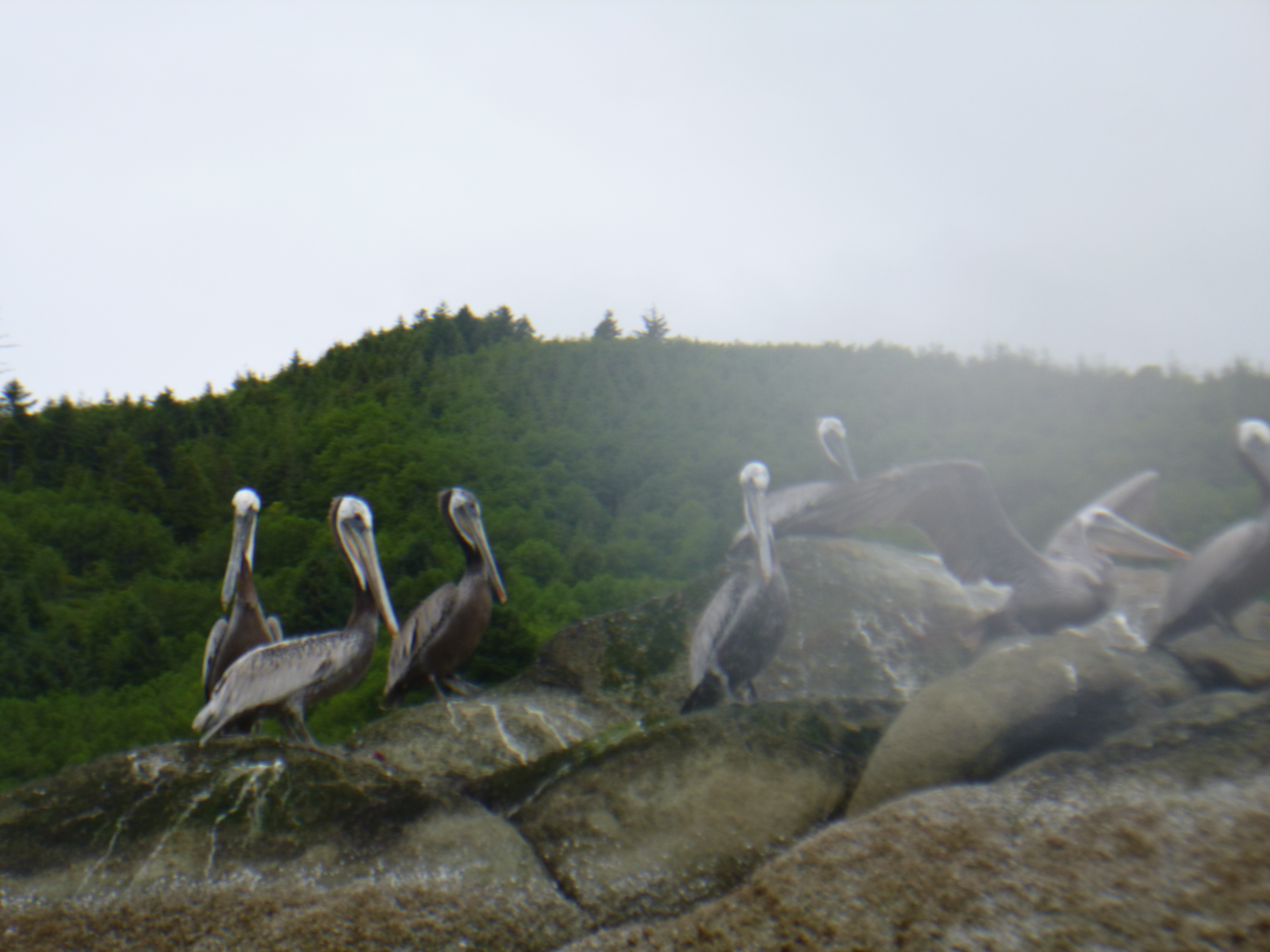 Pelicans